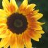 luminoasa floare a soarelui